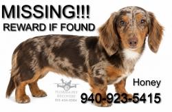 Lost Female Dog last seen Seacrest Dr, Panama City, FL 32461