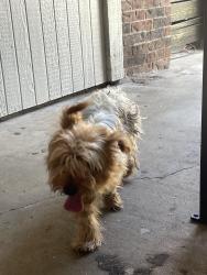 Found/Stray Male Dog last seen Quail ridge apmts, Fort Worth, TX 76103