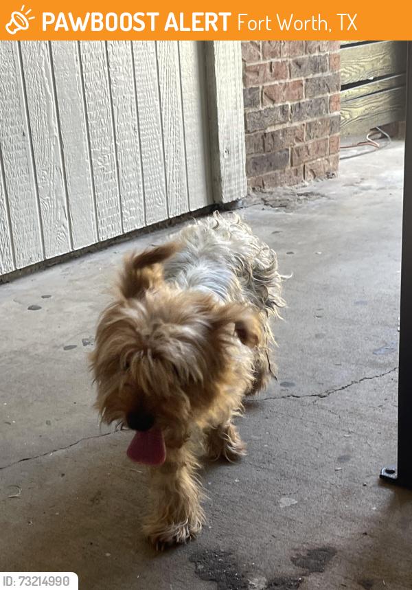 Found/Stray Male Dog last seen Quail ridge apmts, Fort Worth, TX 76103