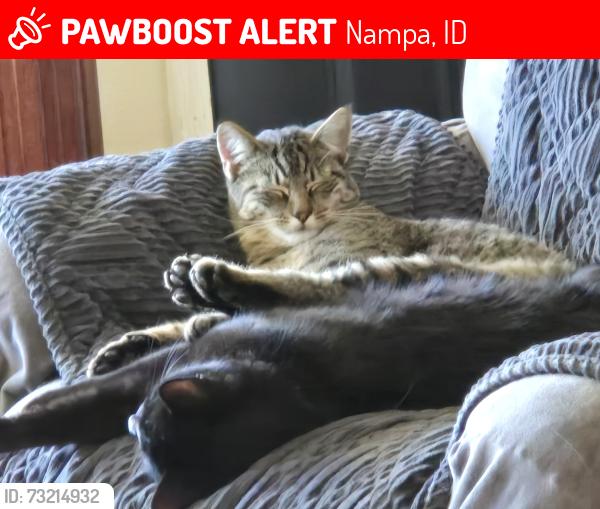 Lost Male Cat last seen Smith and Orchard Heights, Nampa, ID 83651