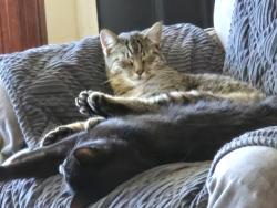 Lost Male Cat last seen Smith and Orchard Heights, Nampa, ID 83651