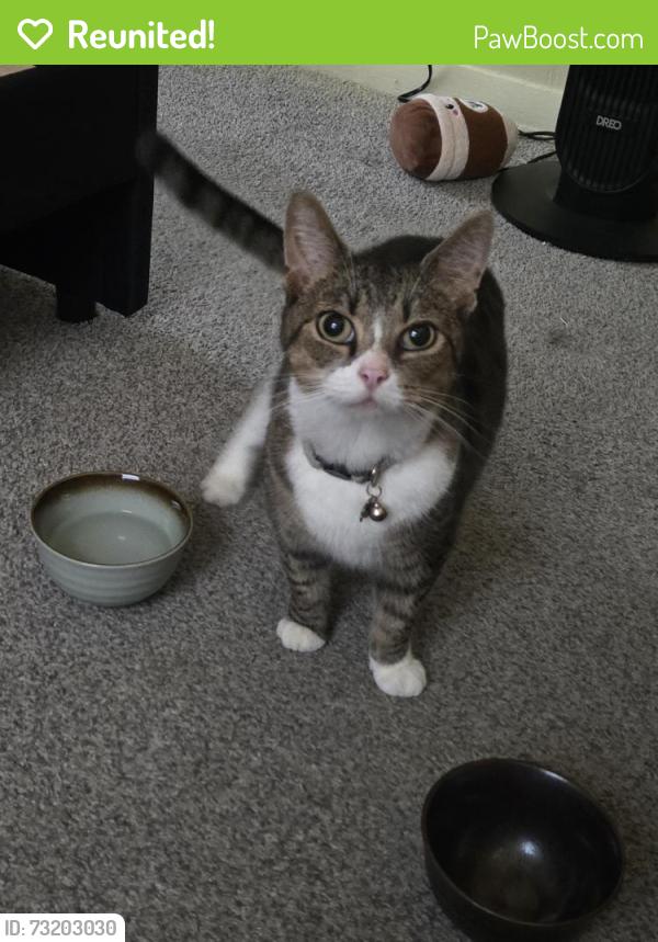 Reunited Female Cat last seen Denison Ave , Elyria Ohio, Elyria, OH 44035