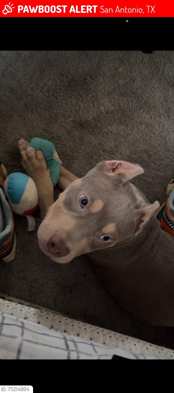 Lost Male Dog last seen Near, San Antonio, TX 78233