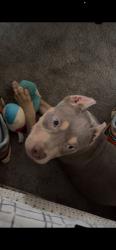 Lost Male Dog last seen Near, San Antonio, TX 78233