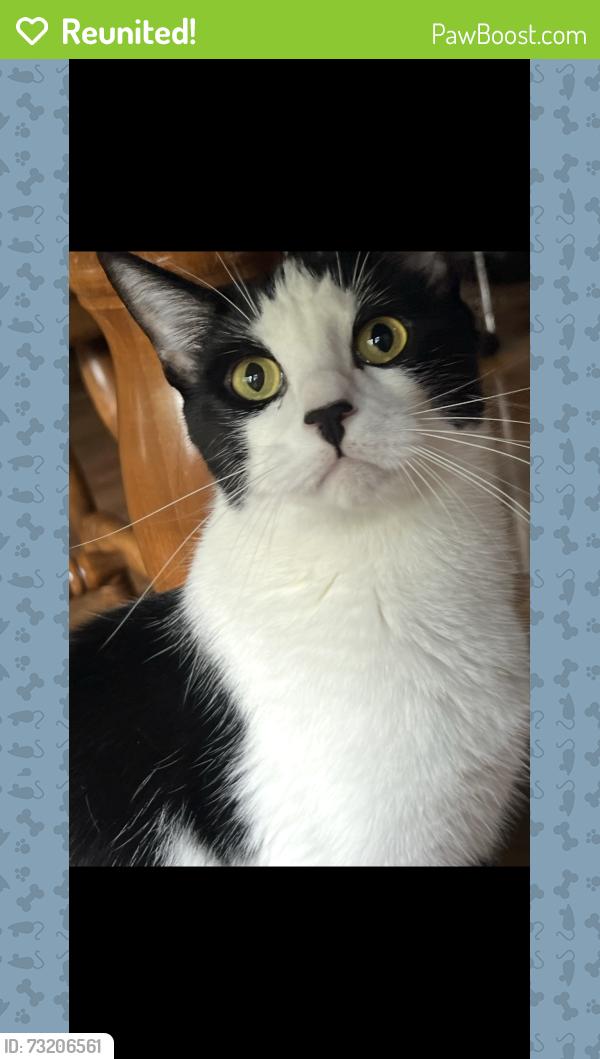 Reunited Male Cat last seen Rockridge LN in Landsdowne neighborhood, Fayetteville, NC 28306