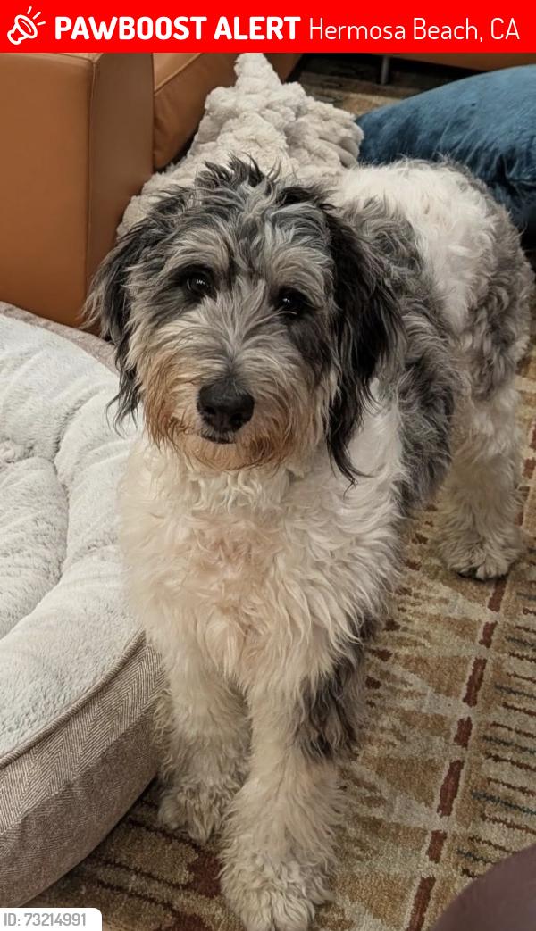 Lost Female Dog last seen Ardmore and Pier Avenue, Hermosa Beach, CA, Hermosa Beach, CA 90254