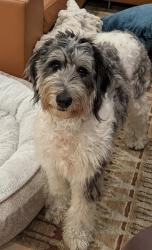 Lost Female Dog last seen Ardmore and Pier Avenue, Hermosa Beach, CA, Hermosa Beach, CA 90254