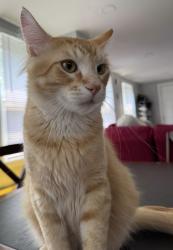 Lost Male Cat last seen Cynthia and Continental Dr, Warrenville, IL 60555