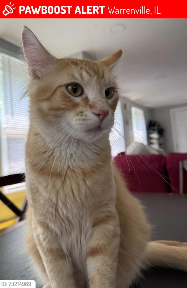 Lost Male Cat last seen Cynthia and Continental Dr, Warrenville, IL 60555