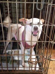 Found/Stray Female Dog last seen Cimarron road and veterans memorial high School, Corpus Christi, TX 78414