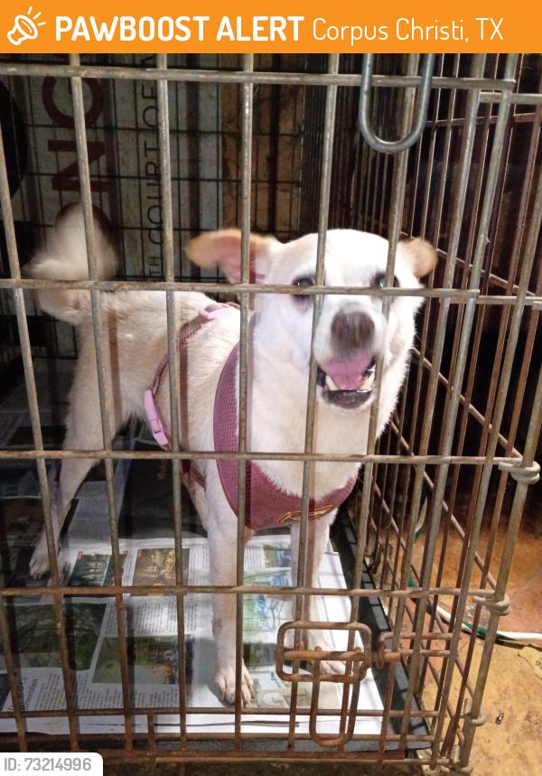 Found/Stray Female Dog last seen Cimarron road and veterans memorial high School, Corpus Christi, TX 78414