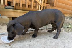 Found/Stray Female Dog last seen Concord church and cemetery, Angelina County, TX 75980