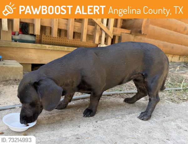 Found/Stray Female Dog last seen Concord church and cemetery, Angelina County, TX 75980