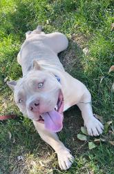 Reunited Male Dog last seen Lamb & Alexander, Sunrise Manor, NV 89115