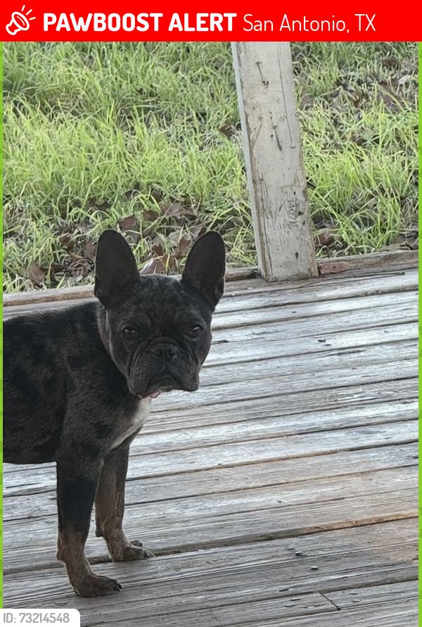 Lost Female Dog last seen Probandt & 90, San Antonio, TX 78204