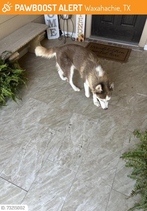 Found/Stray Male Dog last seen Hackney and dean box, Waxahachie, TX 75165