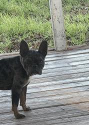 Lost Female Dog last seen Probandt & 90, San Antonio, TX 78204