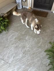 Found/Stray Male Dog last seen Hackney and dean box, Waxahachie, TX 75165