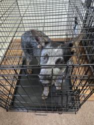 Reunited Male Dog last seen Near Eight Iron, San Antonio, TX 78221, USA, San Antonio, TX 78221