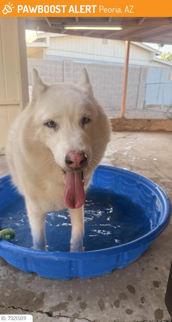 Found/Stray Unknown Dog last seen Greenway, Peoria, AZ 85382