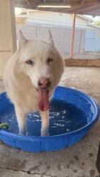 Found/Stray Unknown Dog last seen Greenway, Peoria, AZ 85382