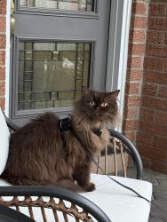 Reunited Female Cat last seen Galbraith Drive, Mississauga, ON L5L 4B8