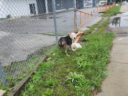Found/Stray Female Dog last seen 30th street and North Emerson, Indianapolis, IN., Indianapolis, IN 46218
