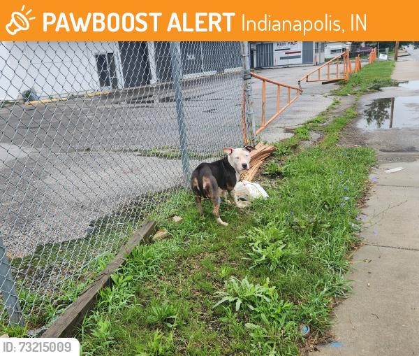 Found/Stray Female Dog last seen 30th street and North Emerson, Indianapolis, IN., Indianapolis, IN 46218