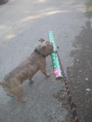 Lost Male Dog last seen Keystone and prospect, Indianapolis, IN 46203