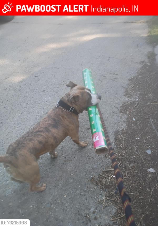 Lost Male Dog last seen Keystone and prospect, Indianapolis, IN 46203