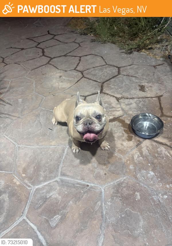 Found/Stray Female Dog last seen Viewpoint Dr and Shatz, Las Vegas, NV 89156