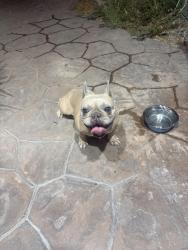 Found/Stray Female Dog last seen Viewpoint Dr and Shatz, Las Vegas, NV 89156