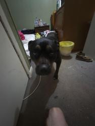 Reunited Female Dog last seen Towards the dollar general, Tunnel Hill, GA 30755
