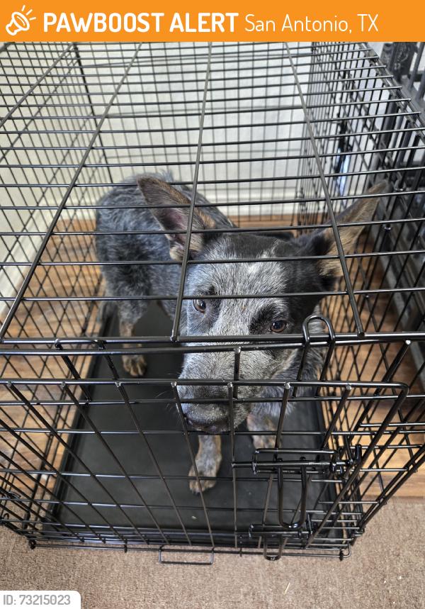 Found/Stray Male Dog last seen Mission Del Lago Golf Course, San Antonio, TX 78221