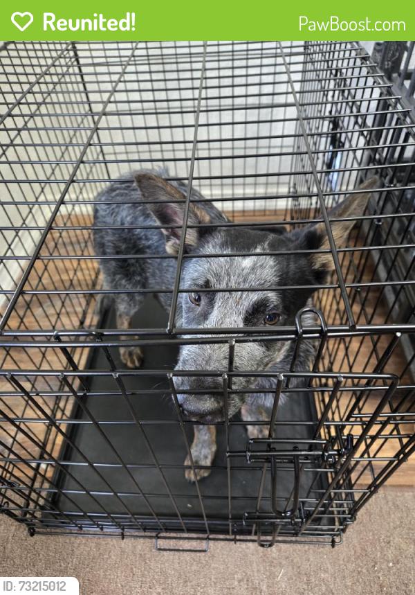 Reunited Male Dog last seen Near Eight Iron, San Antonio, TX 78221, USA, San Antonio, TX 78221