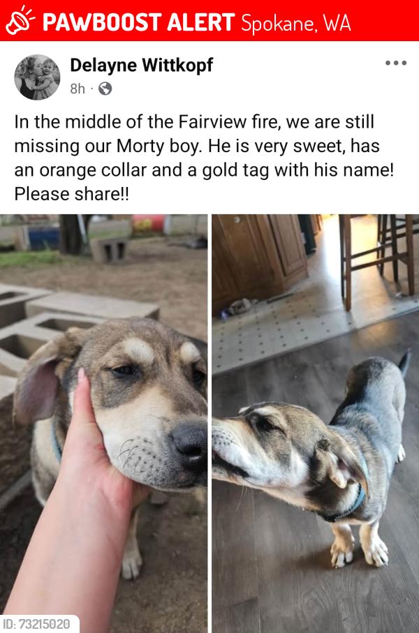 Lost Male Dog last seen Near N Fairview rd, Spokane, WA 99217