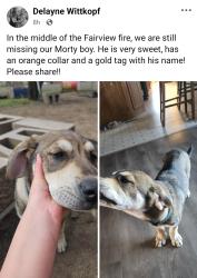 Lost Male Dog last seen Near N Fairview rd, Spokane, WA 99217