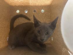 Shelter Stray Male Cat last seen , 1850 W 60th St, Los Angeles, CA 90047, USA