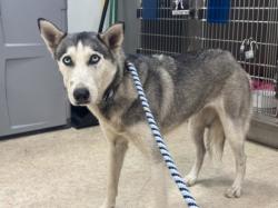 Shelter Stray Female Dog last seen , 957 N Gaffey St, San Pedro, CA 90731, USA