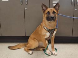 Shelter Stray Female Dog last seen , 14409 Vanowen St, Van Nuys, CA 91405, USA