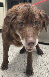 Shelter Stray Male Dog last seen Near BLOCK LIVERNOIS, DETROIT, MI 48210, 7401 Chrysler Dr, Detroit, MI 48211, USA