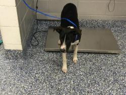 Shelter Stray Female Dog last seen AVENIDA DE PLATA / MONROE ST, 72050 Pet Land Pl, Thousand Palms, CA 92276, USA