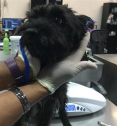 Shelter Stray Male Dog last seen Near BLOCK MICHIGAN DR, PALM DESERT, 72050 Pet Land Pl, Thousand Palms, CA 92276, USA