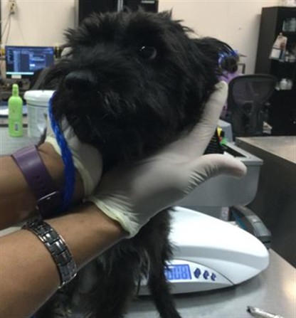 Shelter Stray Male Dog last seen Near BLOCK MICHIGAN DR, PALM DESERT, 72050 Pet Land Pl, Thousand Palms, CA 92276, USA
