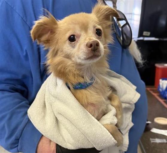 Shelter Stray Male Dog last seen , 600 Aviation Dr, Camarillo, CA 93010, USA