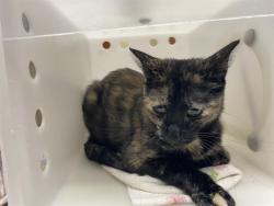 Shelter Stray Female Cat last seen 35TH AND BROWN, 3839 W Burnham St, West Milwaukee, WI 53215, USA