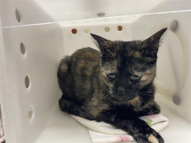 Shelter Stray Female Cat last seen 35TH AND BROWN, 3839 W Burnham St, West Milwaukee, WI 53215, USA