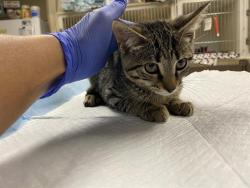 Shelter Stray Male Cat last seen 35TH AND BROWN, 3839 W Burnham St, West Milwaukee, WI 53215, USA