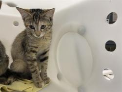 Shelter Stray Female Cat last seen 35TH AND BROWN, 3839 W Burnham St, West Milwaukee, WI 53215, USA