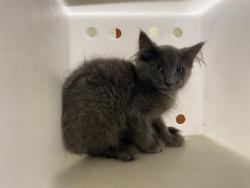 Shelter Stray Unknown Cat last seen Near BLOCK S 109TH ST, 3839 W Burnham St, West Milwaukee, WI 53215, USA